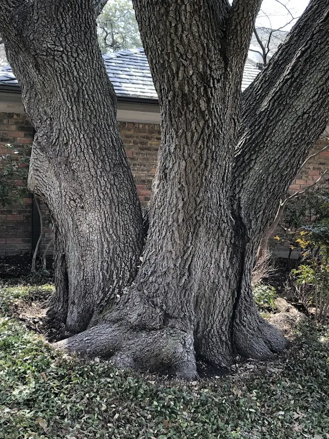 Mature heritage tree close to a Smicksburg property cared for by certified arborists